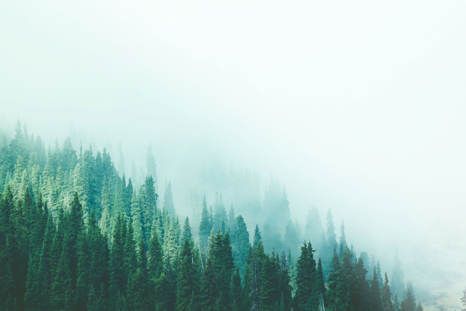 evergreen trees in the fog