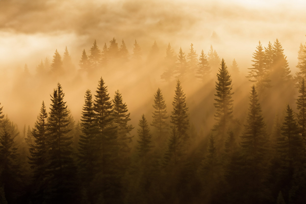 a forest surrounded by a morning mist