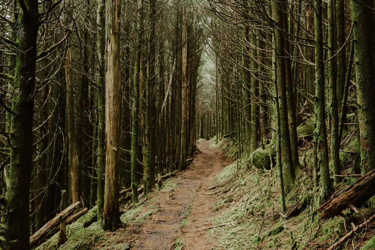 Empty trail surrounded by tall trees