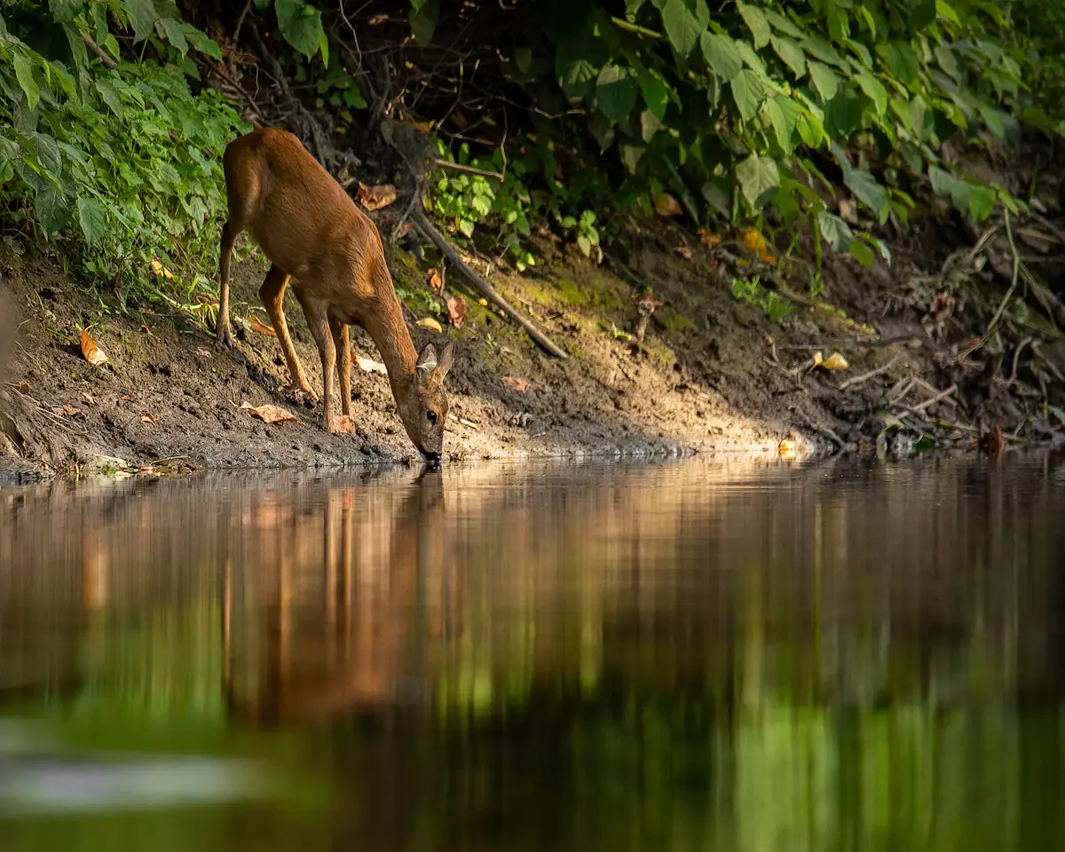 deer on the bank drinking water