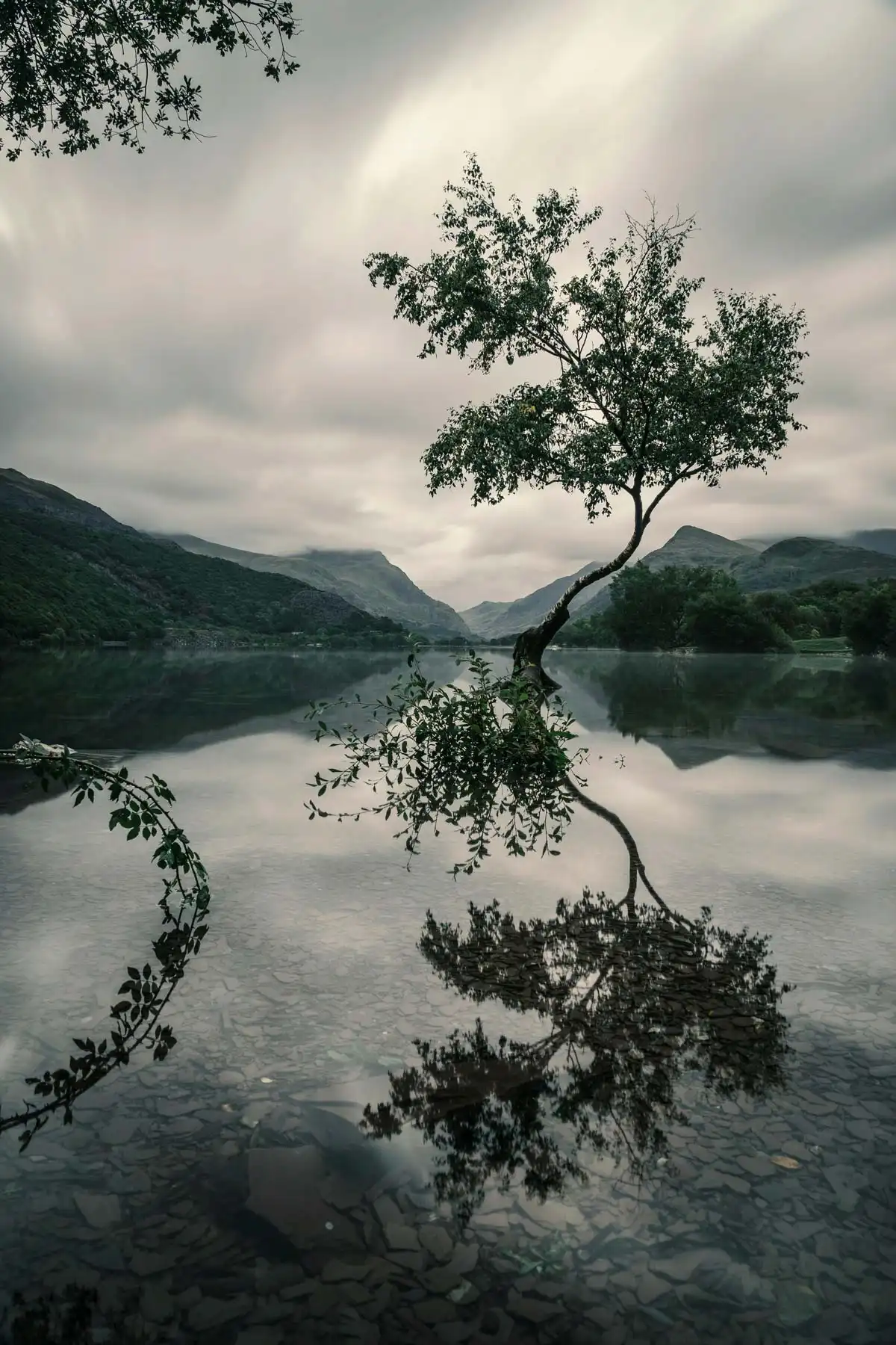 an isolated tree in the middle of a lake with a clear reflection in the water