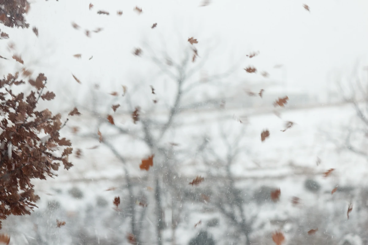 leaves blowing off a branch in the winter