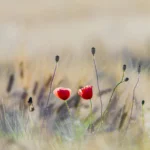 two flowers in a field