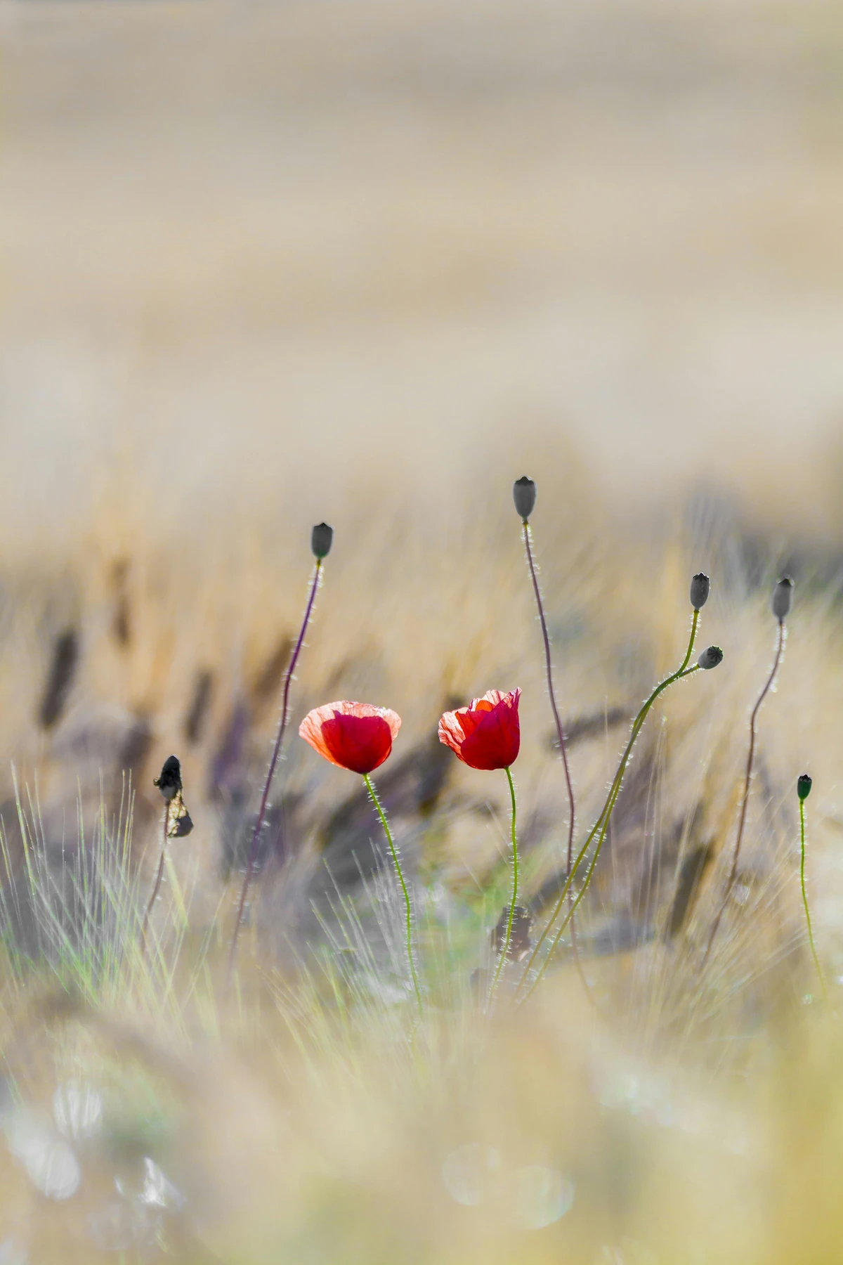 two flowers in a field