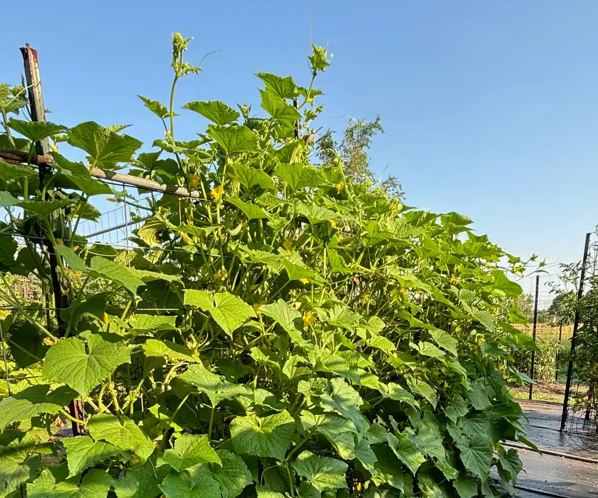 Leaves on the vine